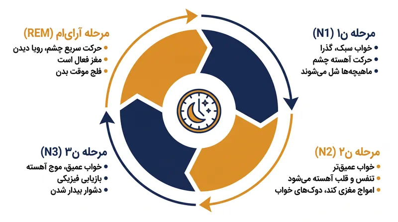 چهار مرحله خواب یک چرخه پیوسته را تشکیل می‌دهند که هر ۹۰ تا ۱۱۰ دقیقه تکرار می‌شود.
