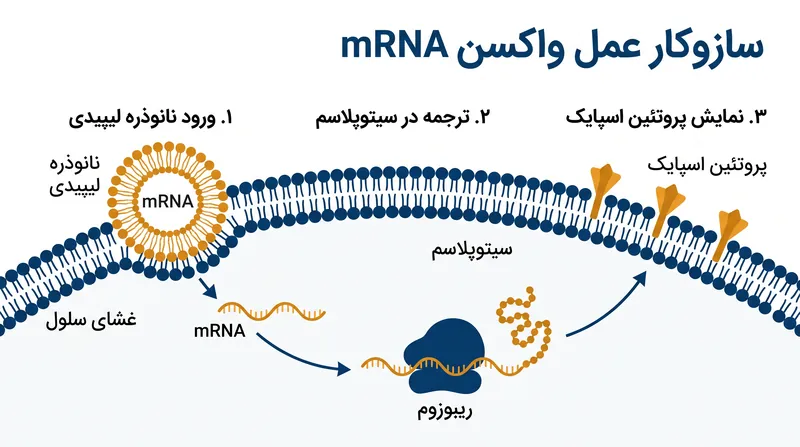 سازوکار عمل سلولی برای واکسن‌های مبتنی بر mRNA.