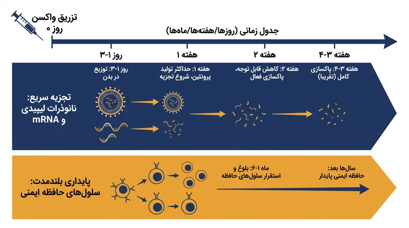تجزیه فارماکوکینتیک mRNA و نانوذرات لیپیدی در بدن زنده.