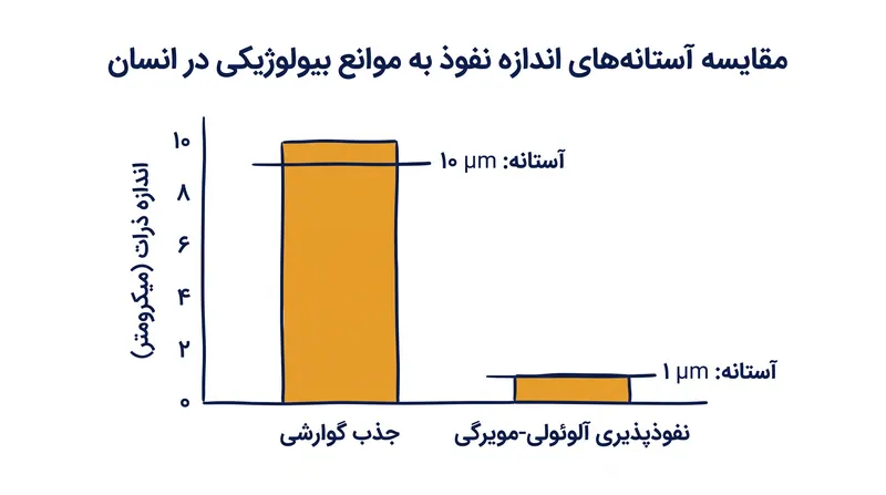 اندازه ذرات توانایی میکروپلاستیک‌ها برای عبور از موانع بیولوژیکی انسان را تعیین می‌کند.