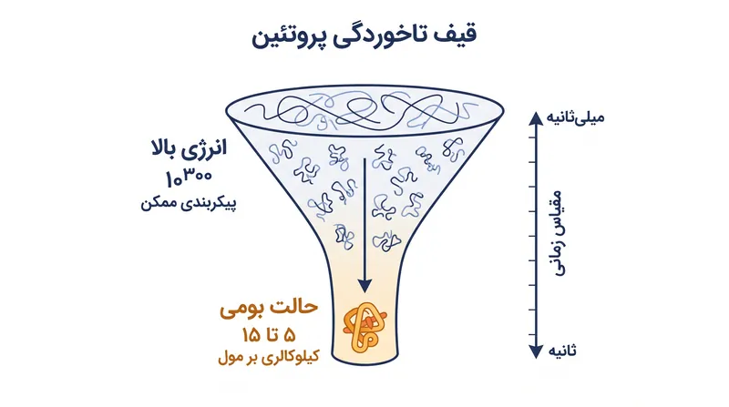 پروتئین‌ها به طور تصادفی جستجو نمی‌کنند؛ آنها یک چشم‌انداز انرژی را در امتداد یک «قیف تاخوردگی» دنبال می‌کنند تا به پایدارترین حالت خود برسند.