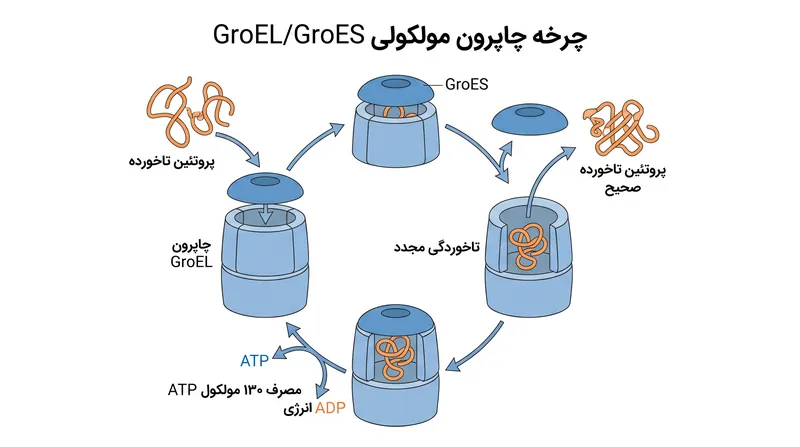 چاپرون‌های مولکولی محیطی ایزوله‌شده برای پروتئین‌های تاخورده نادرست فراهم می‌کنند تا فرآیند تاخوردگی را دوباره امتحان کنند، که انرژی سلولی قابل توجهی مصرف می‌کند.