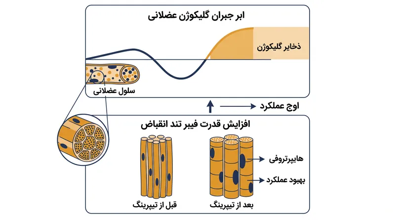 در طول تیپرینگ، بدن بیش از حد ترمیم می‌شود، گلیکوژن اضافی ذخیره می‌کند و قدرت فیبر عضلانی تند انقباض را افزایش می‌دهد.