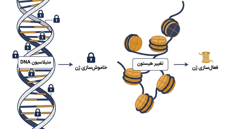 دو مکانیسم اصلی تنظیم اپی‌ژنتیک: متیلاسیون DNA و تغییر هیستون.