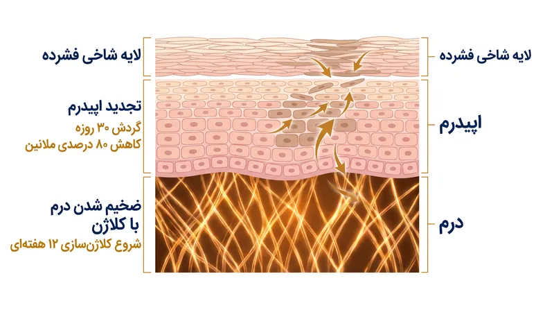 بازسازی ساختاری سه لایه اصلی پوست در طول درمان طولانی‌مدت با رتینوئید.