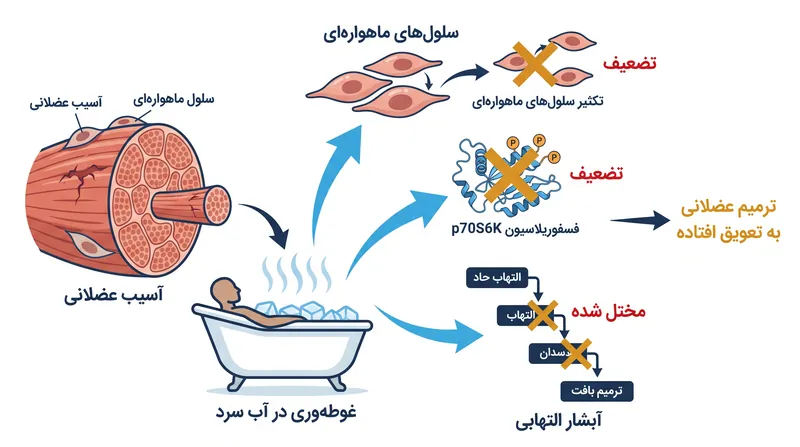 چگونه غوطه‌وری در آب سرد سیگنال‌دهی سلولی مورد نیاز برای هیپرتروفی عضلانی را مختل می‌کند.