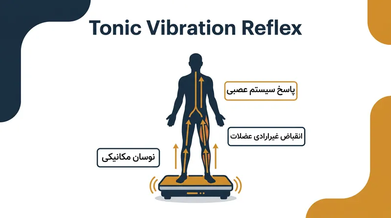 جابجایی سریع صفحه لرزشی، ریزانقباضات غیرارادی را برای حفظ وضعیت بدن تحریک می‌کند.