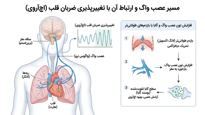 عصب واگ به عنوان شاهراه ارتباطی اصلی بین مغز و اندام‌های داخلی بدن عمل می‌کند.