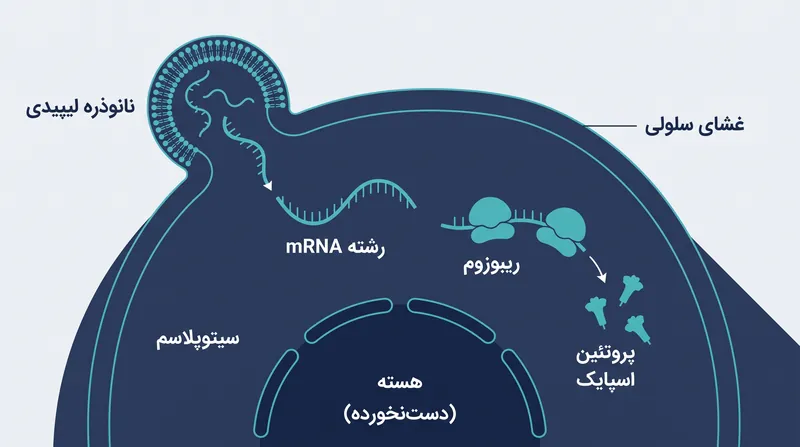 واکسن‌های mRNA دستورالعمل‌ها را به سیتوپلاسم تحویل می‌دهند و هرگز وارد هسته سلول نمی‌شوند.