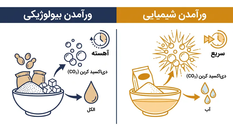 تفاوت اساسی بین تخمیر بیولوژیکی و واکنش‌های شیمیایی اسید-باز در پخت و پز.