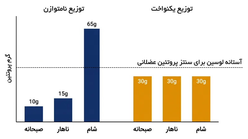توزیع یکنواخت مصرف پروتئین تضمین می‌کند که بدن چندین بار در روز از آستانه آنابولیک عبور کند.