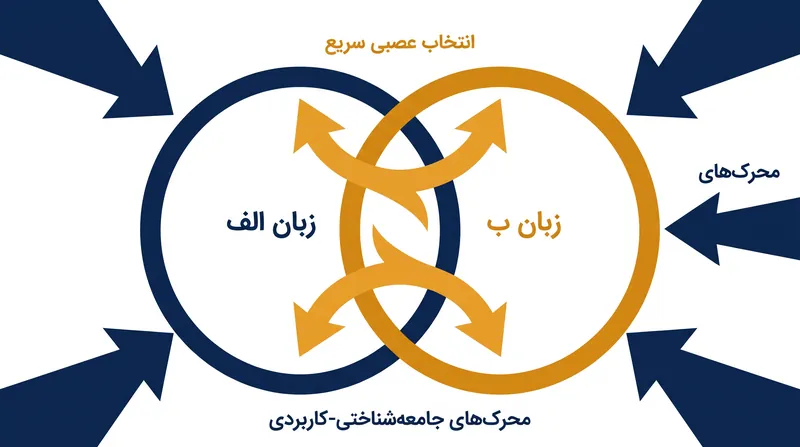 هر دو زبان به طور همزمان در مغز دوزبانه فعال باقی می‌مانند و برای مدیریت به عملکرد اجرایی سطح بالا نیاز دارند.