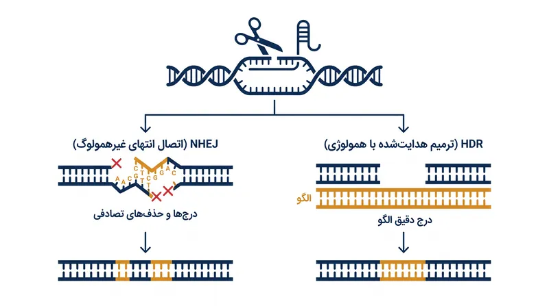 پس از ایجاد شکست دو رشته‌ای توسط کَس۹، سلول برای ترمیم دی‌ان‌ای یا از NHEJ مستعد خطا یا از HDR دقیق استفاده می‌کند.