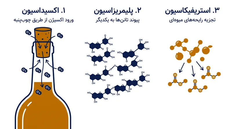 سه سازوکار شیمیایی اصلی که تکامل شراب در بطری را هدایت می‌کنند.