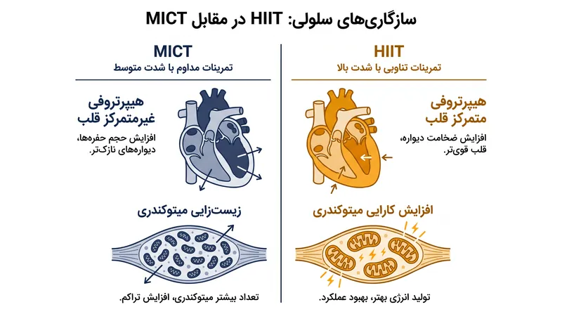 چگونه شدت‌های مختلف به بدن سیگنال می‌دهند تا ماشین‌آلات بیولوژیکی متفاوتی بسازد.