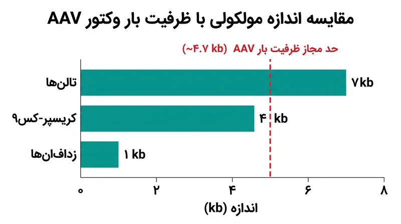 اندازه مولکولی تعیین می‌کند که کدام وکتورهای انتقال را می‌توان برای درمان‌های درون‌تنی استفاده کرد.