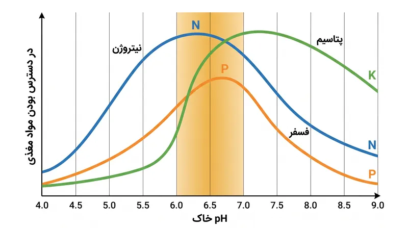 pH خاک به عنوان کلید اصلی در دسترس بودن مواد مغذی عمل می‌کند، به طوری که اکثر درشت‌مغذی‌ها بین ۶.۰ تا ۷.۰ به اوج خود می‌رسند.