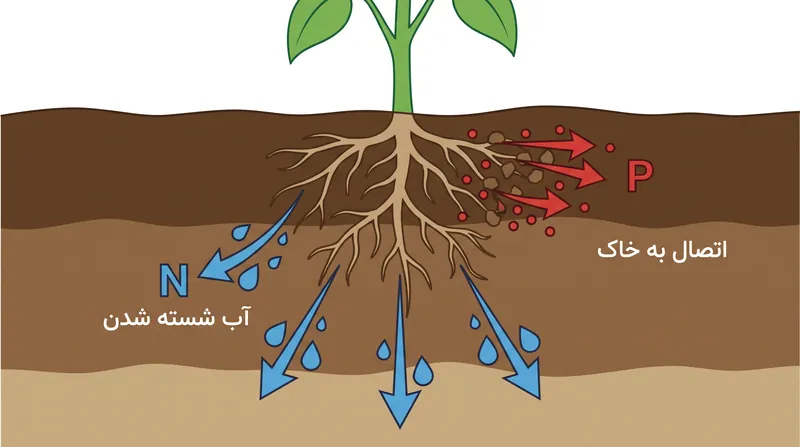 نیتروژن بسیار متحرک است و به راحتی شسته می‌شود، در حالی که فسفر محکم به مواد معدنی خاک می‌چسبد.