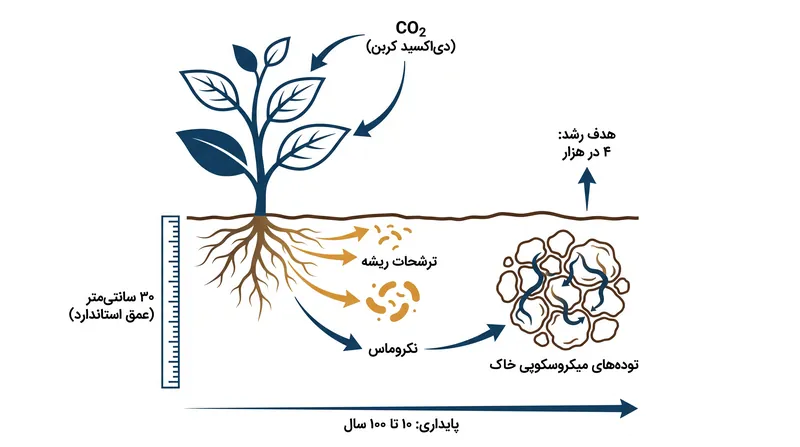 مسیر بیولوژیکی از دی‌اکسید کربن اتمسفر به کربن آلی پایدار خاک.