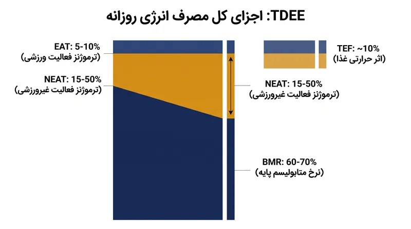 نرخ متابولیسم پایه اکثریت مصرف انرژی روزانه را تشکیل می‌دهد، اما NEAT متغیرترین جزء است.