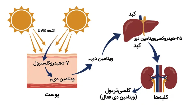 ویتامین دی به عنوان یک پیش‌هورمون عمل می‌کند و نیاز به یک فرآیند فعال‌سازی دو مرحله‌ای در کبد و کلیه‌ها دارد.