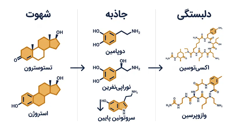سه مرحله تکاملی عشق رمانتیک توسط پروفایل‌های شیمیایی-عصبی متمایز اداره می‌شوند.