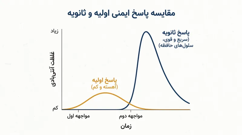 حافظه ایمنی امکان پاسخ‌دهی سریع‌تر و قوی‌تر به صورت تصاعدی را در مواجهه مجدد با عامل بیماری‌زا فراهم می‌کند.