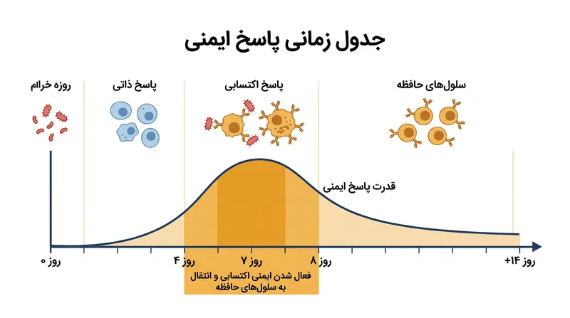 پاسخ ایمنی اکتسابی در طول اولین مواجهه، برای افزایش مقیاس به چندین روز زمان نیاز دارد.
