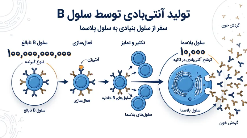 سلول‌های B پلاسما به عنوان کارخانه‌های بیولوژیکی عمل کرده و مقادیر عظیمی از آنتی‌بادی‌های هدفمند تولید می‌کنند.