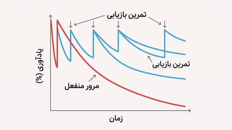 تمرین بازیابی، فروپاشی طبیعی حافظه را مختل می‌کند و منحنی فراموشی را در طول زمان مسطح می‌کند.