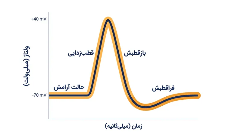 دینامیک ولتاژ یک جهش پتانسیل عمل منفرد.