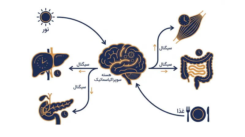در حالی که ساعت اصلی مغز توسط نور تنظیم می‌شود، ساعت‌های محیطی در اندام‌ها عمدتاً توسط مصرف غذا تنظیم می‌شوند.