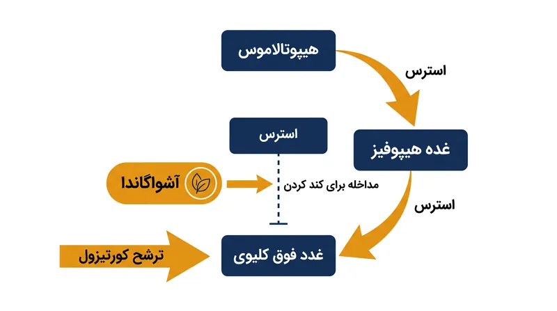 آشواگاندا در محور HPA مداخله می‌کند تا ترشح هورمون استرس، کورتیزول، را کاهش دهد.