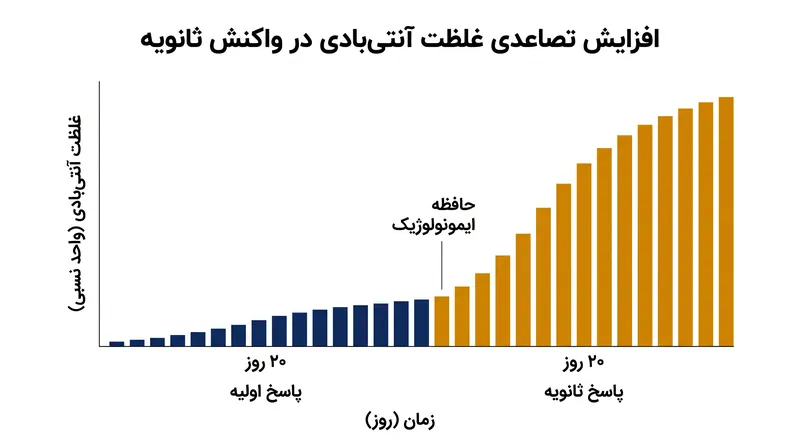 حافظه ایمنی امکان واکنش سریع‌تر و قوی‌تر را در مواجهه مجدد با عفونت فراهم می‌کند.
