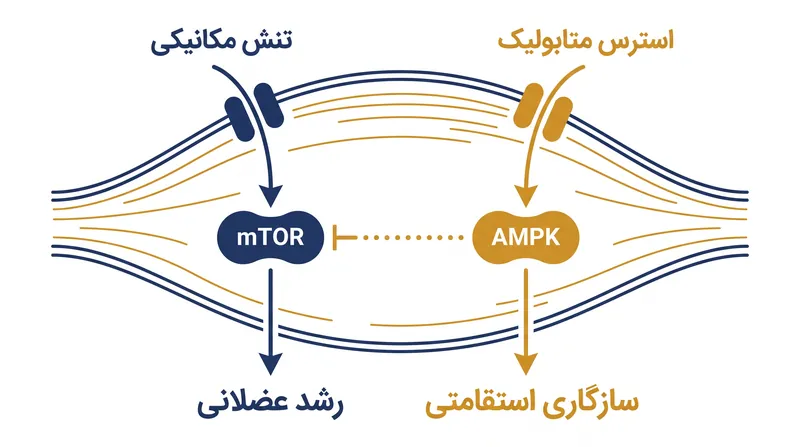 کشمکش مولکولی: AMPK که توسط کاردیو فعال می‌شود، می‌تواند مسیر عضله‌ساز mTOR را مهار کند، اگر جلسات به درستی فاصله‌گذاری نشوند.