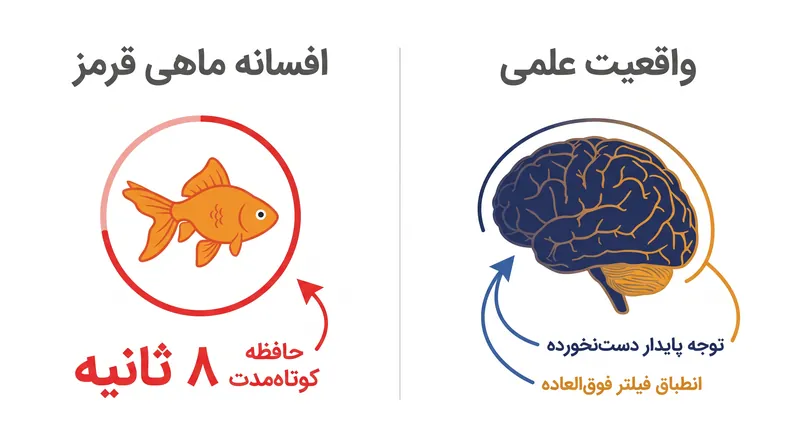 آمار دامنه توجه ۸ ثانیه‌ای یک افسانه ساختگی است که هیچ مبنایی در علوم شناختی ندارد.
