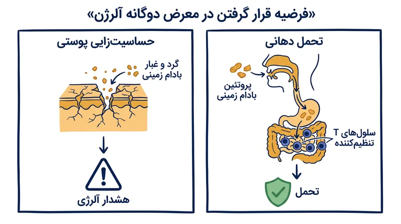 پاسخ سیستم ایمنی به یک آلرژن بستگی به این دارد که آیا پروتئین برای اولین بار از طریق پوست یا روده با آن مواجه می‌شود.