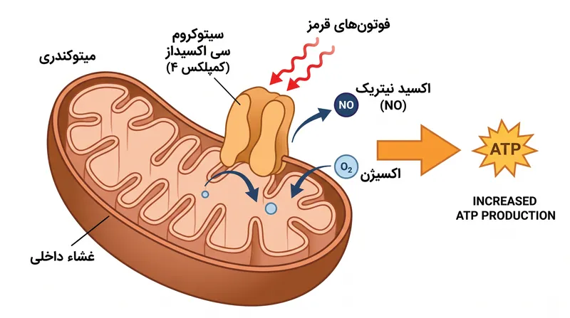 فوتون‌های قرمز و فروسرخ نزدیک، اکسید نیتریک مهارکننده را از سیتوکروم سی اکسیداز جابجا کرده و تولید ATP را بازیابی می‌کنند.