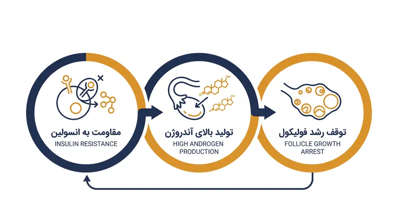 مکانیسم بیولوژیکی PCOS توسط یک حلقه بازخورد که با انسولین شروع می‌شود، هدایت می‌شود.