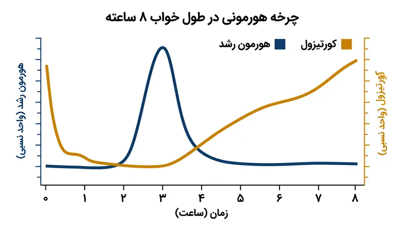 ترازوی هورمونی: هورمون رشد در حالی که کورتیزول در نیمه اول شب کاهش می‌یابد، به اوج خود می‌رسد و یک پنجره بهینه برای ترمیم عضلات ایجاد می‌کند.