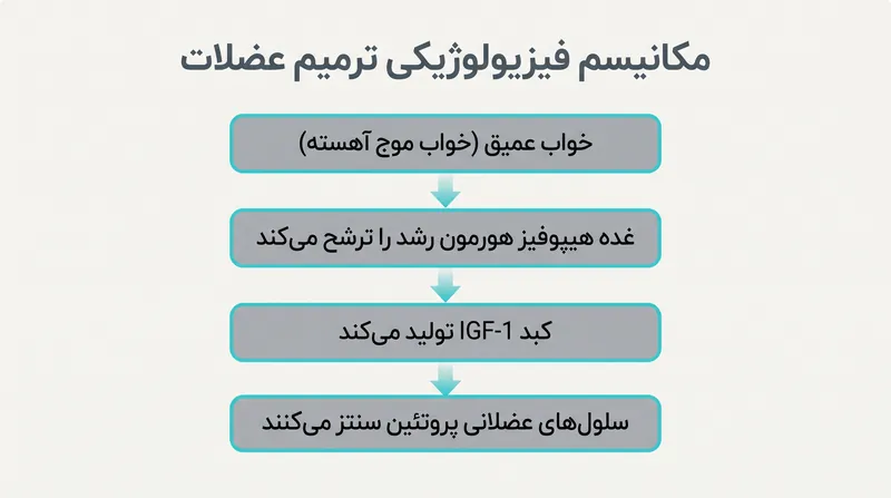 مسیر بیولوژیکی از خواب عمیق تا سنتز پروتئین عضلانی.