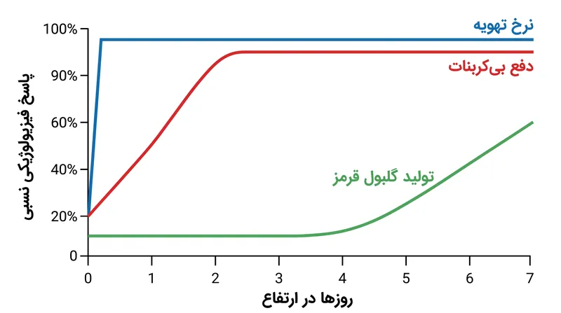 پاسخ بدن به هیپوکسی در فازهای متمایز و همپوشان رخ می‌دهد.