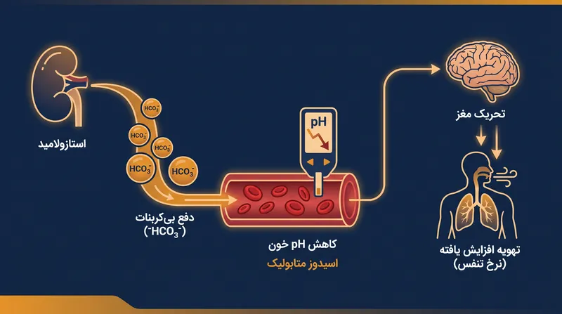 استازولامید با وادار کردن کلیه‌ها به دفع بی‌کربنات، سازگاری را تسریع کرده و محرک تنفسی را تحریک می‌کند.