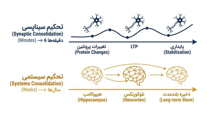 جدول زمانی دو سرعته تحکیم حافظه.