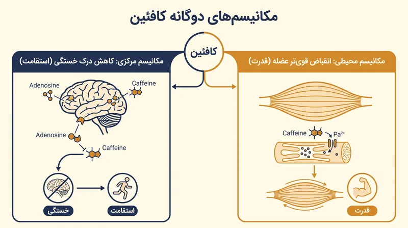 کافئین هم از طریق مسیرهای سیستم عصبی مرکزی و هم از طریق مسیرهای عضلانی محیطی عمل می‌کند.