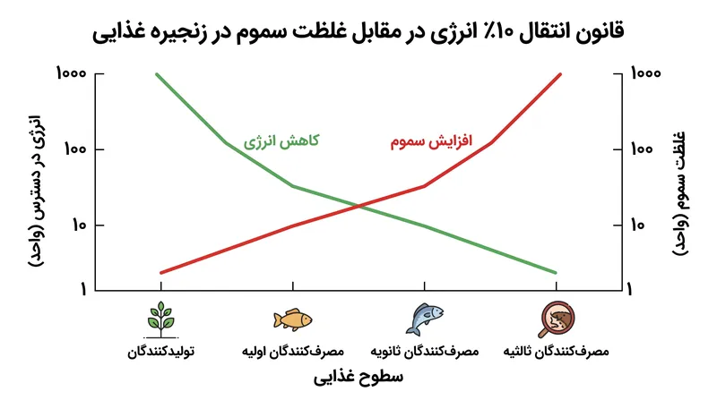 همانطور که انرژی در زنجیره غذایی کاهش می‌یابد، سموم محلول در چربی به طور فزاینده‌ای متمرکز می‌شوند.