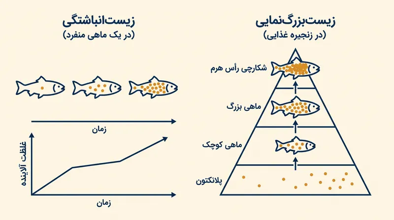 زیست‌انباشتگی در طول عمر یک موجود زنده رخ می‌دهد، در حالی که زیست‌بزرگ‌نمایی کل اکوسیستم‌ها را در بر می‌گیرد.