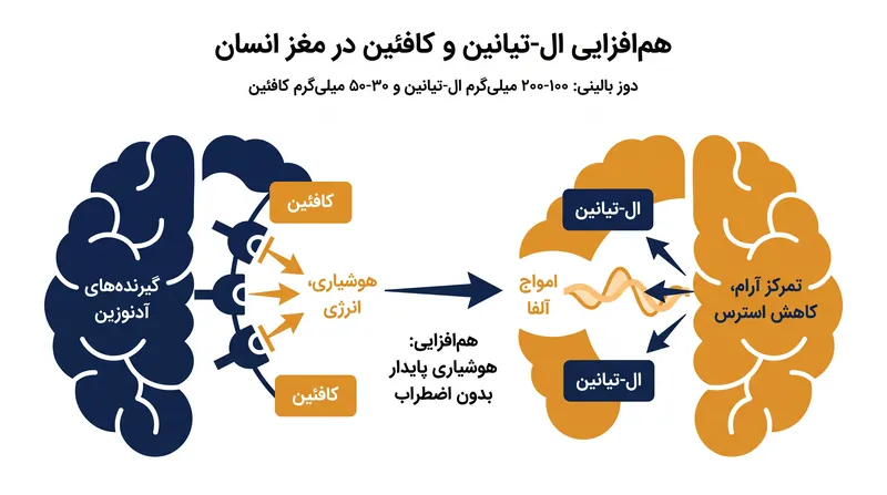ال-تیانین و کافئین به صورت هم‌افزا برای تقویت آرامش هوشیارانه عمل می‌کنند.