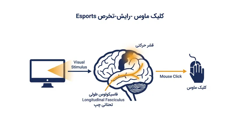 مسیر عصبی که اقدامات در دقیقه (APM) یک بازیکن را تعیین می‌کند.