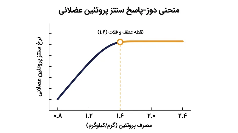 منحنی دوز-پاسخ برای سنتز پروتئین عضلانی به شدت در ۱.۶۲ گرم به ازای هر کیلوگرم وزن بدن مسطح می‌شود.